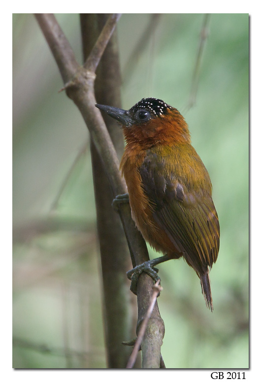 RUFOUS-BREASTED PICULET